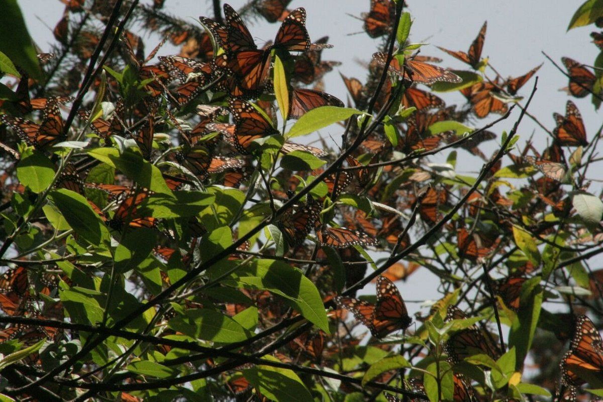 santuario mariposas monarcas edomex
