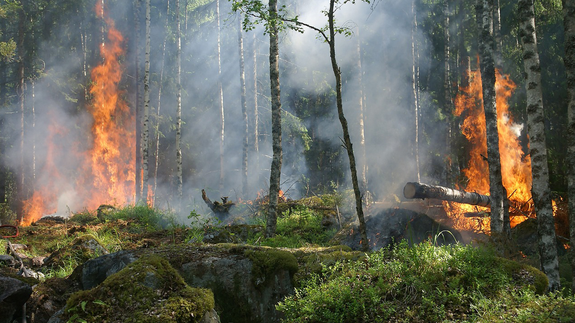 edomex incendios forestales 