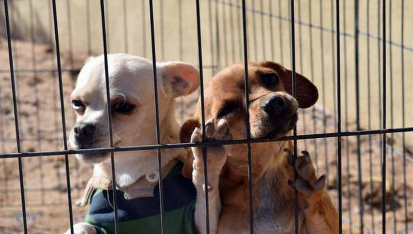 captura perrito aceite