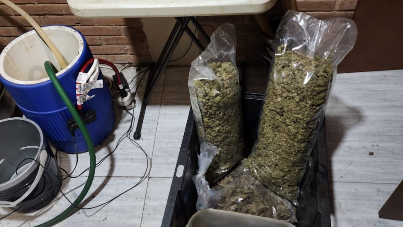 marihuana incautada edomex