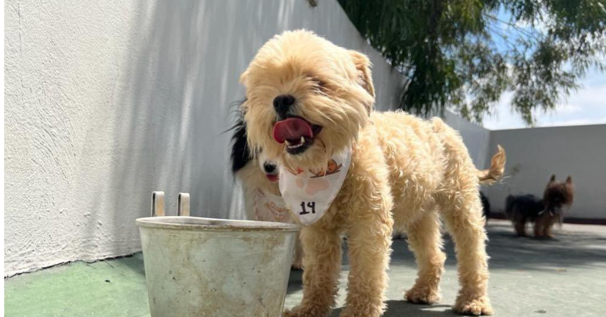 perritos 31 perros rescatados edomex ecatepec criadero