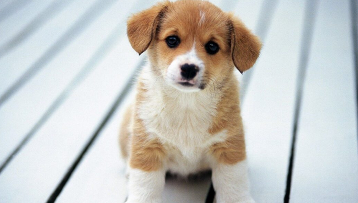 perrito edomex animales