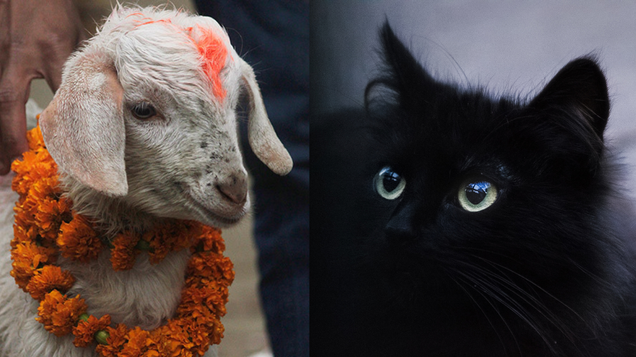 sacrificios en halloween