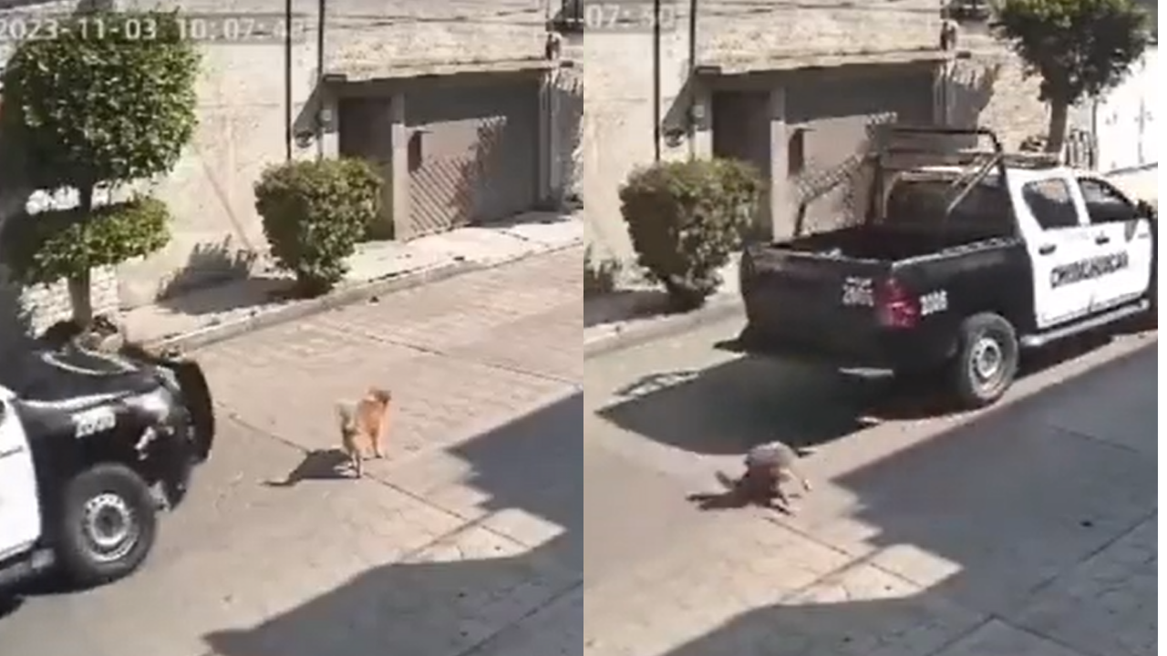 policias atropellan a perrito
