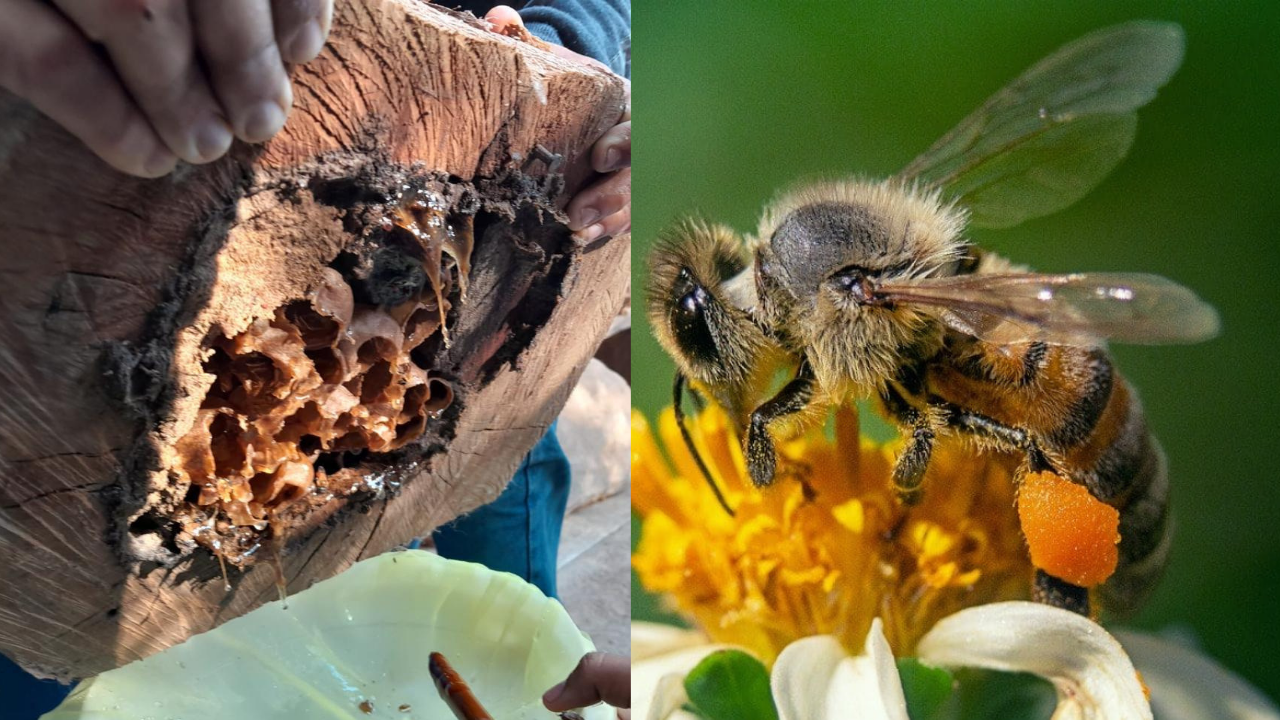 ¿Conoces la importancia de las abejas que se crían en el sur de nuestro estado?