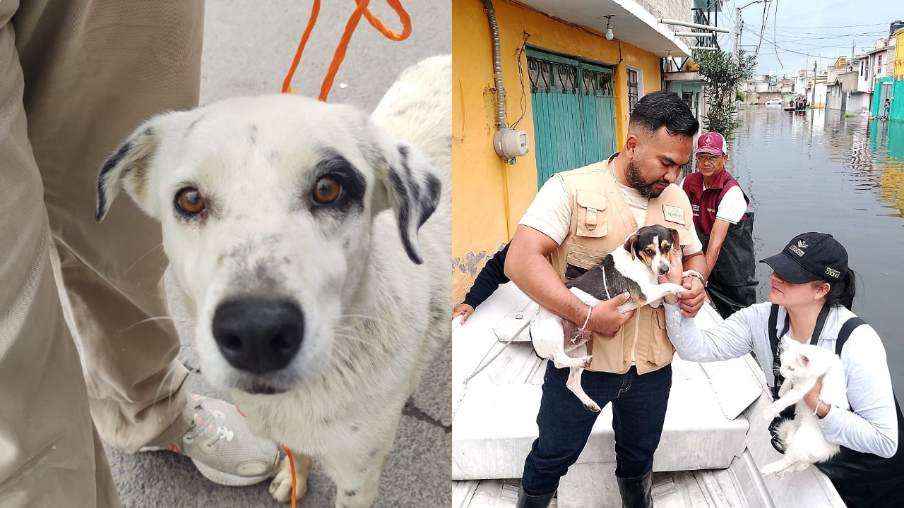 Inundaciones en Chalco: Llegan brigadas para rescatar animales en situación de calle