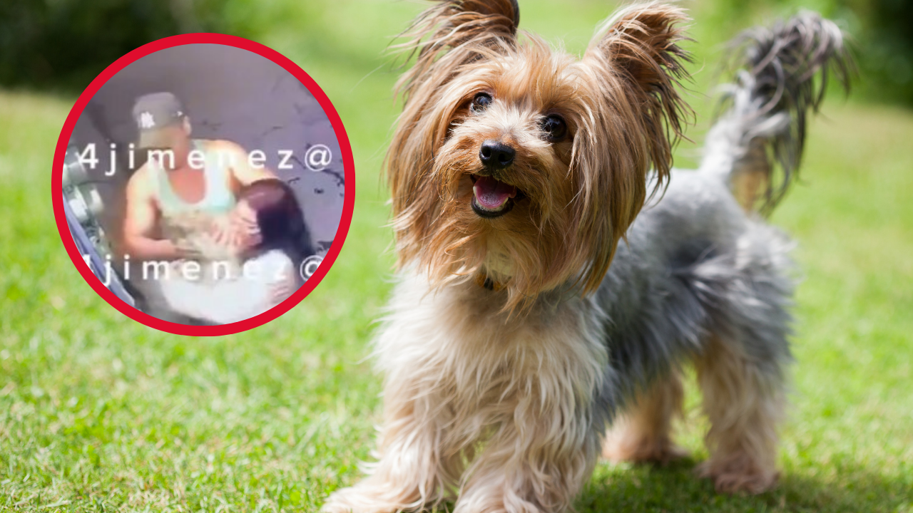 Video | Pareja roba perrito de una casa en Tecámac