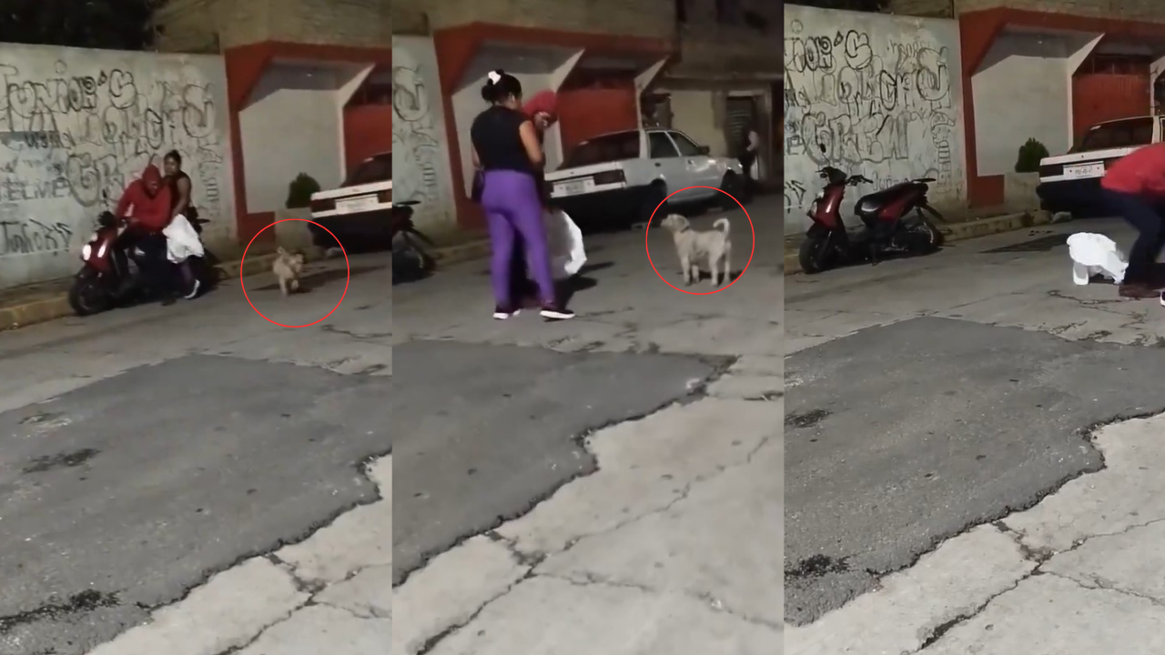 Video | Pareja ejerce "venganza" contra un perrito llamado Suadero por morder a su hija