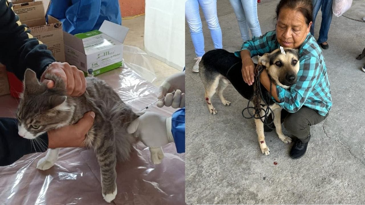 Gobierno del Edomex llevará atención médica gratuita a michis y lomitos de Naucalpan