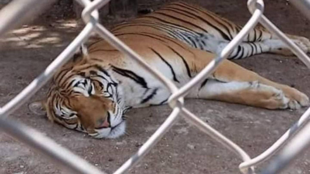 Ocoyoacac: Aseguran animales exóticos en Edomex