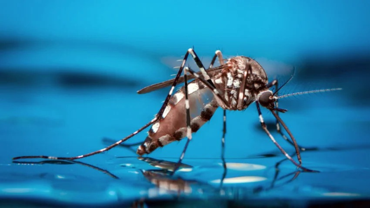 mosco dengue