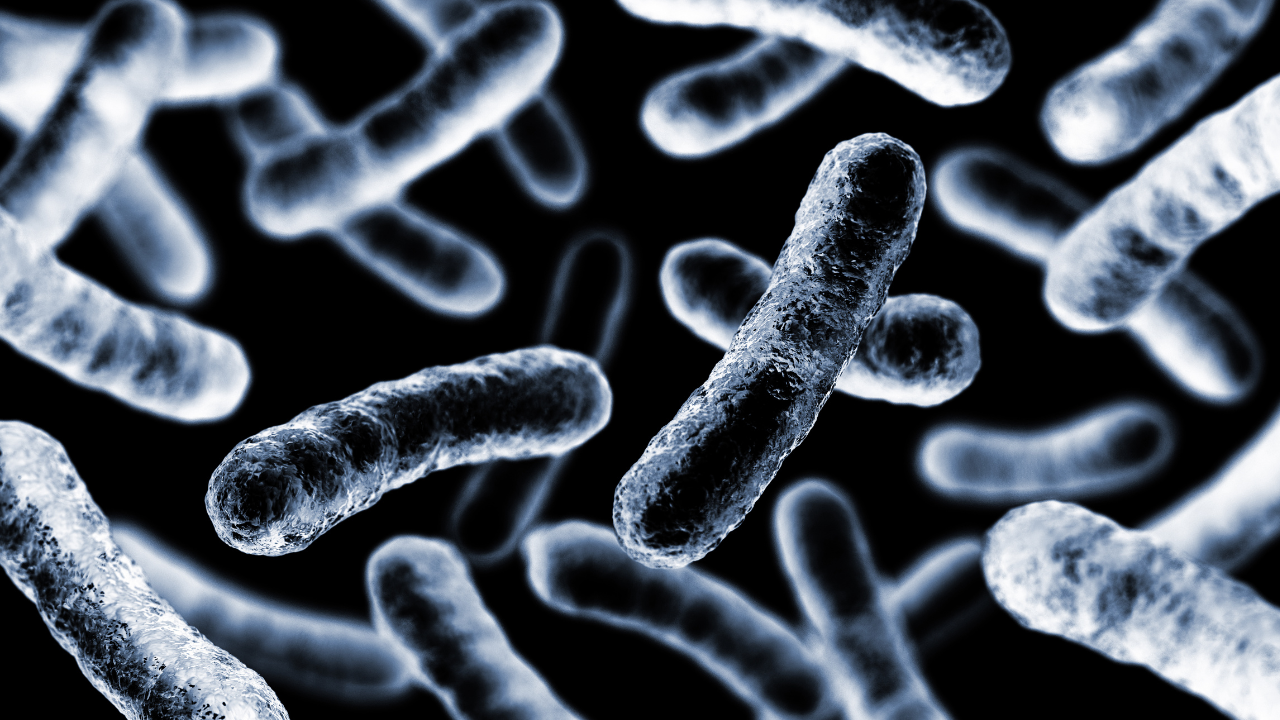 Bacteria Klebsiella oxytoca.