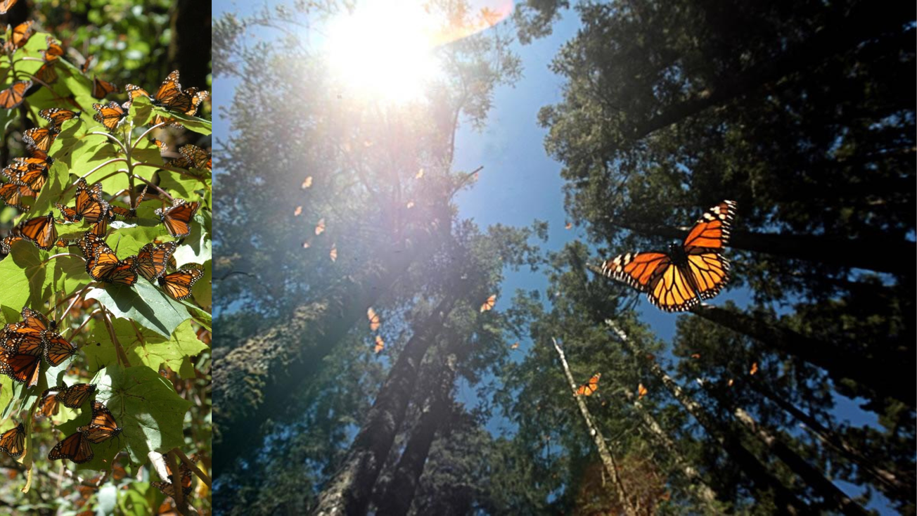 ¡Ya llegaron! Santuario imperdible para visitar a las Mariposas Monarca en Edomex