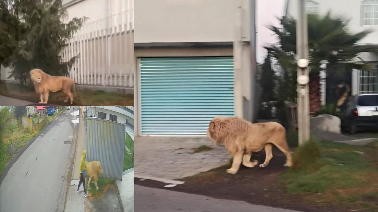 ¿Qué hacía un león caminando en las calles de Edomex?