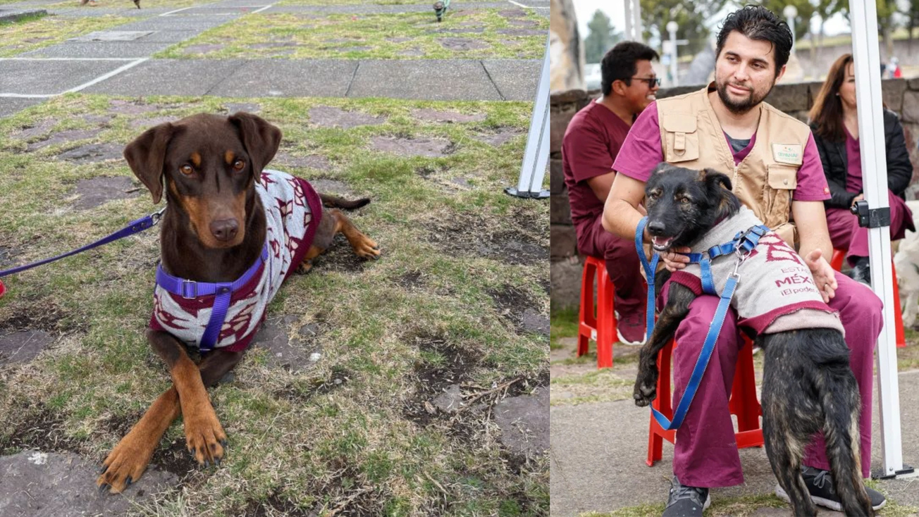 Festival Cultural TransformARTE se suma a campaña de adopción responsable