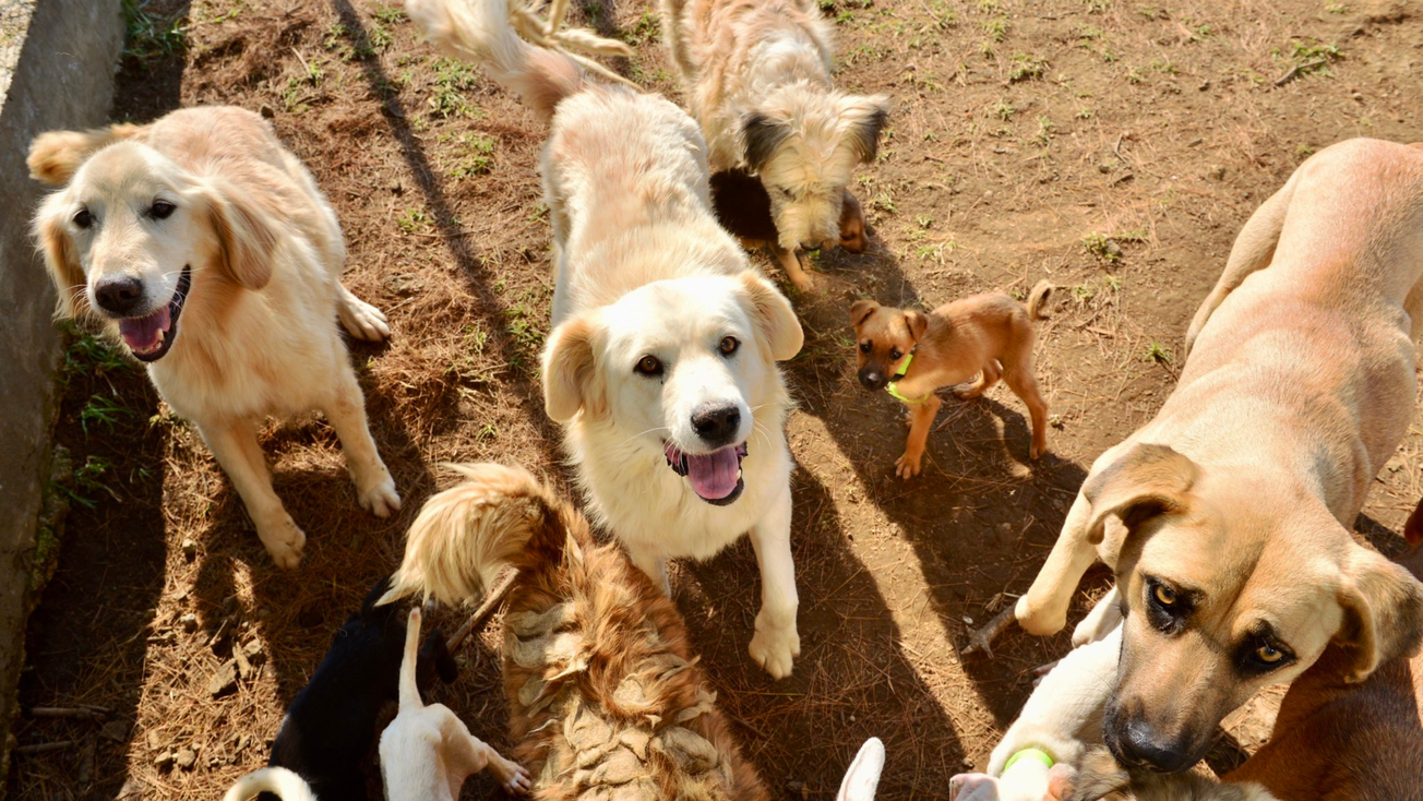 Delfina Gómez y Ecatepec anuncian gran campaña de esterilización, vacunación y adopción de perros y gatos