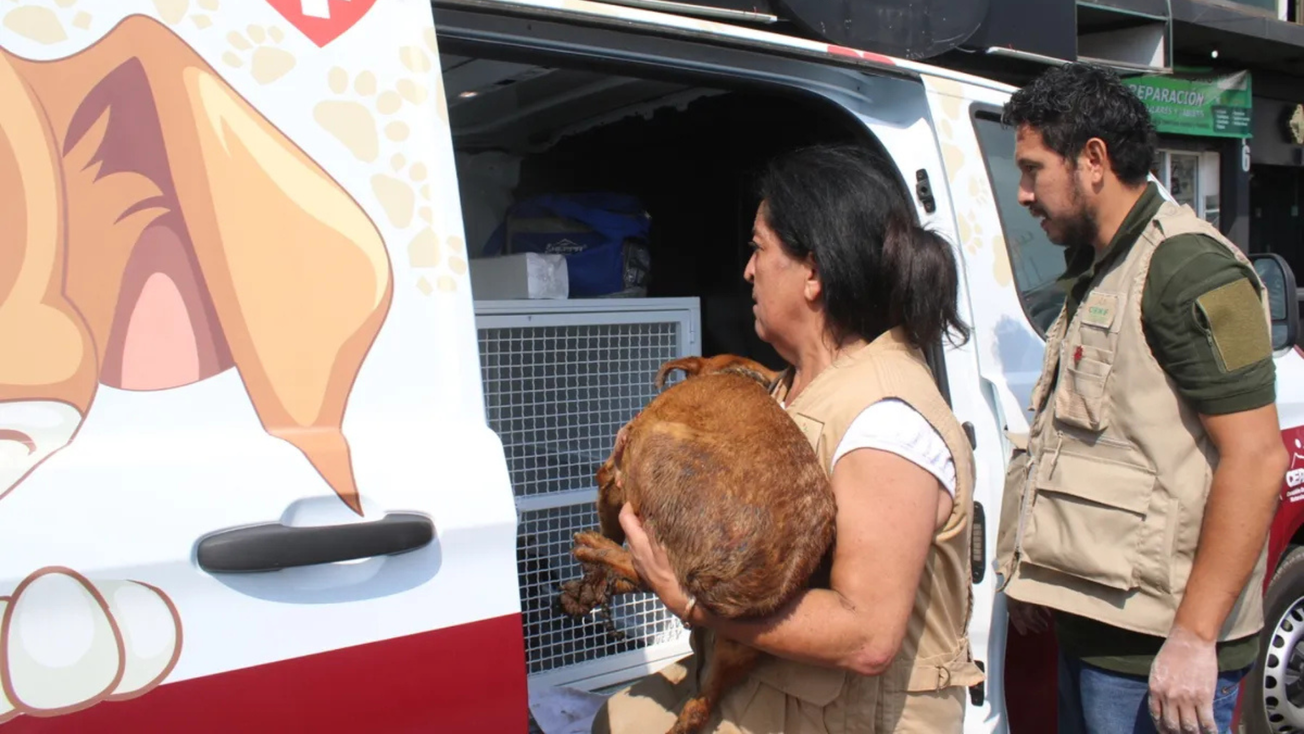 Habilitan refugio para perros maltratados en Mexicaltzingo, Edomex