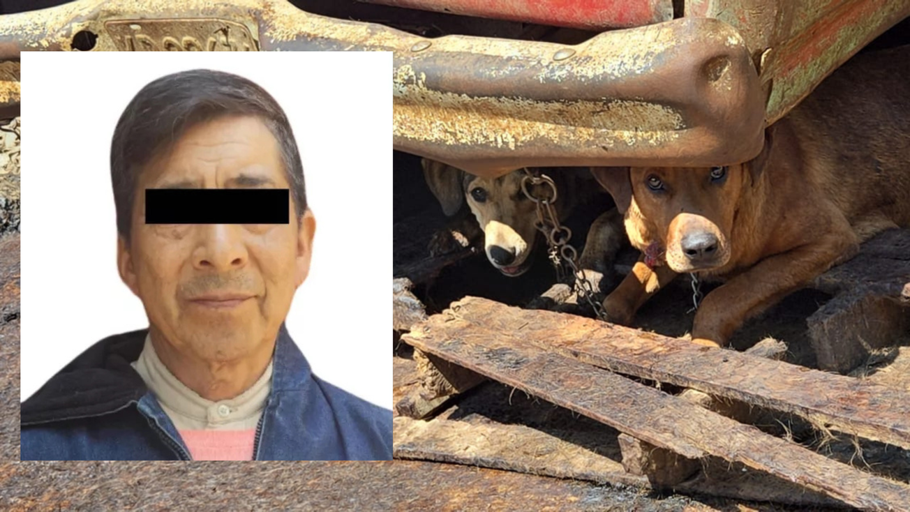 Prisión preventiva para carnicero que vendía carne de perritos en Edomex