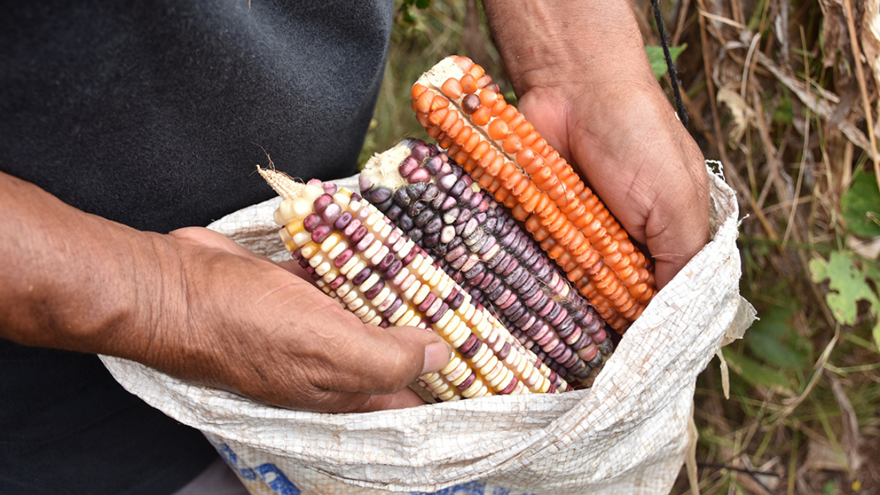 Edomex inicia cultivo de maíz nativo