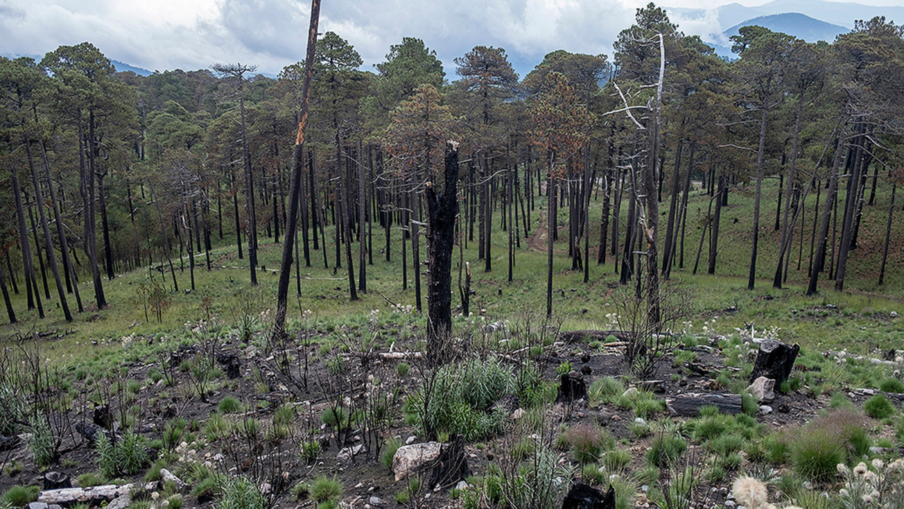 Hasta 27 años de cárcel a quien atente contra bosques: Delfina Gómez