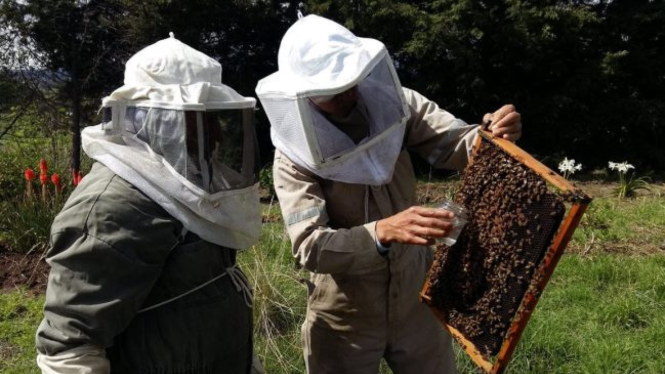 Así impulsan la apicultura en Edomex