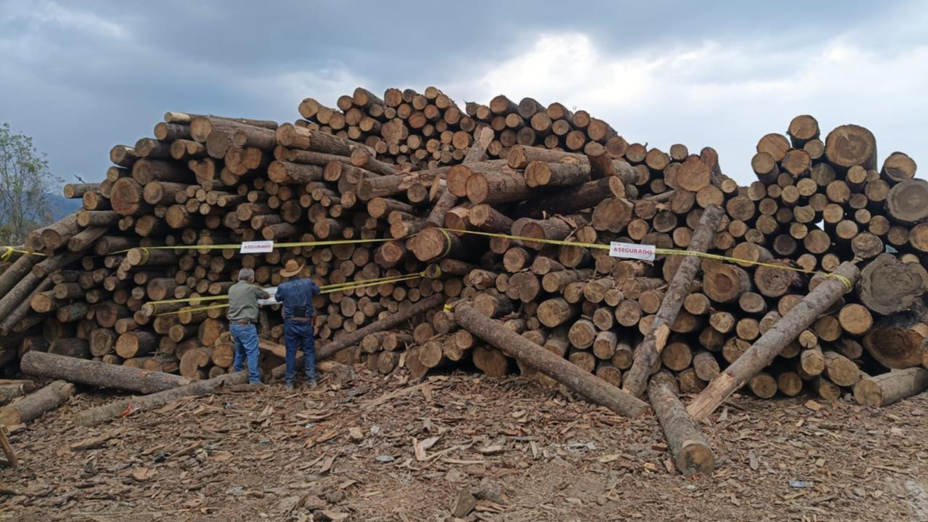 Incautan más de mil rollos de madera por tala ilegal en Edomex