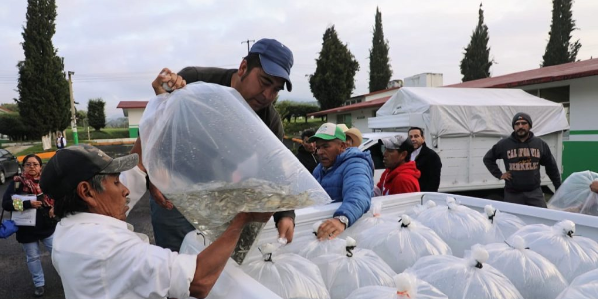 Secretaría del Campo entrega más de un millón de crías de carpa y tilapia a familias de Soyaniquilpan