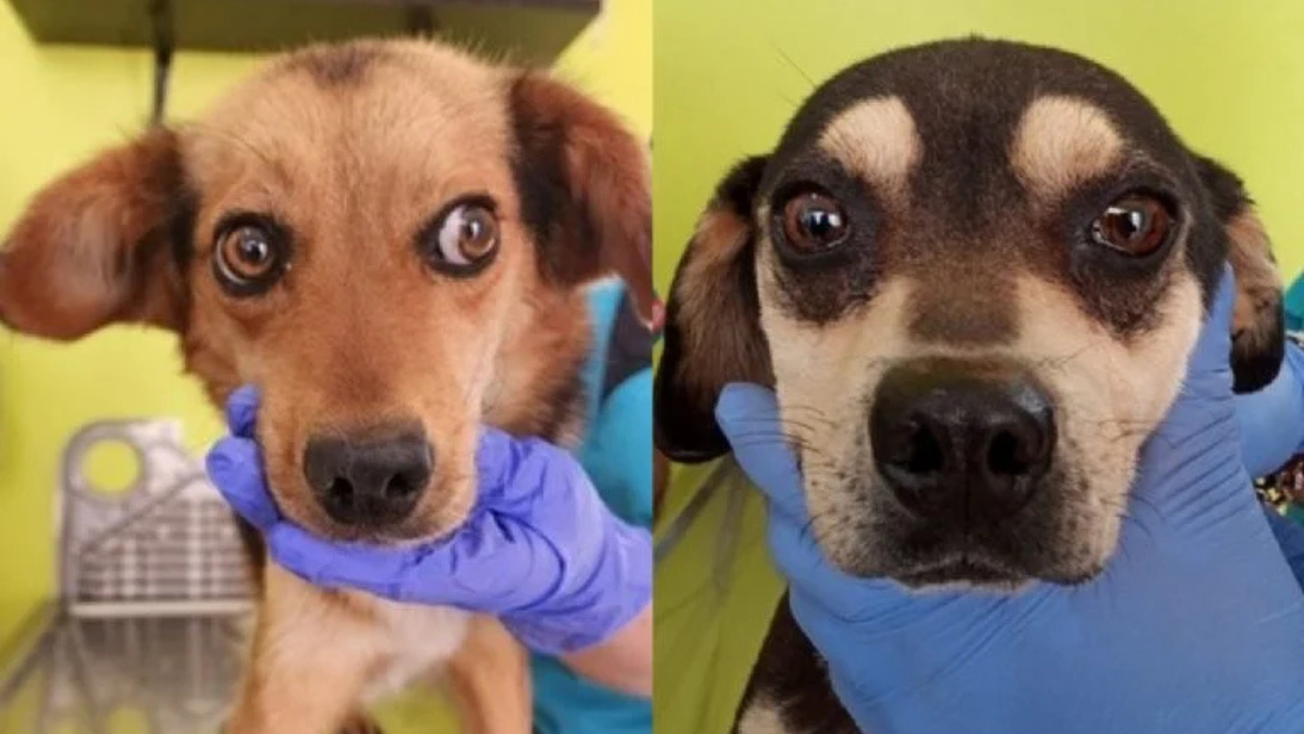 Toluca: Rescatan a 8 perritos en condiciones de maltrato