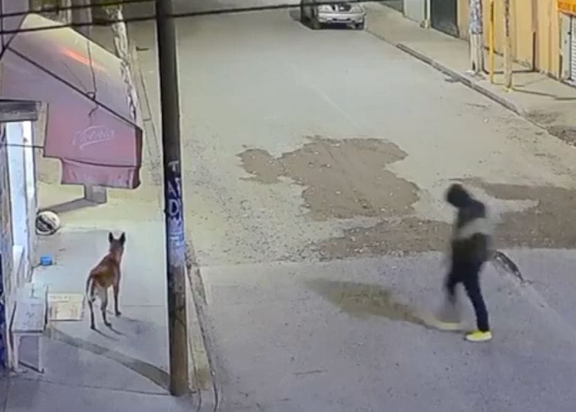 (VIDEO) Policía ultima a tiros a perrito en Ecatepec
