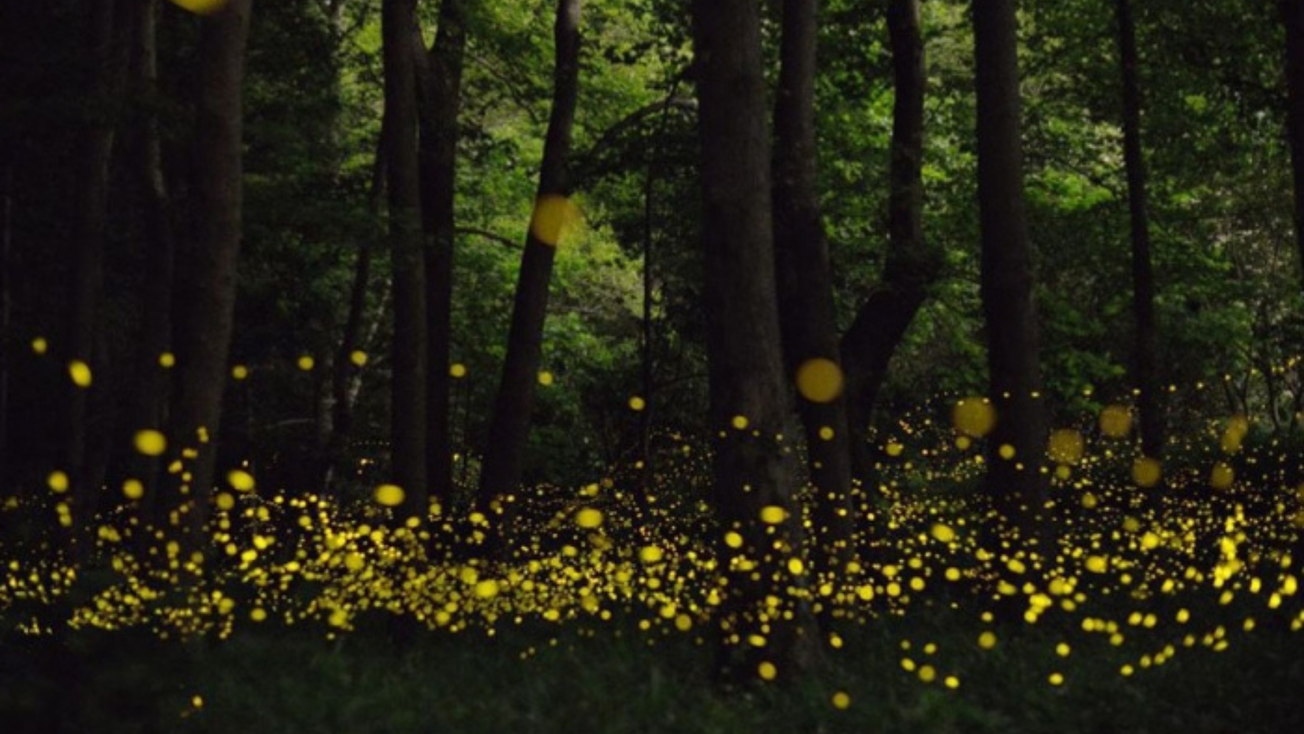 ¿Dónde ver luciérnagas en el Edomex? El plan perfecto para este verano