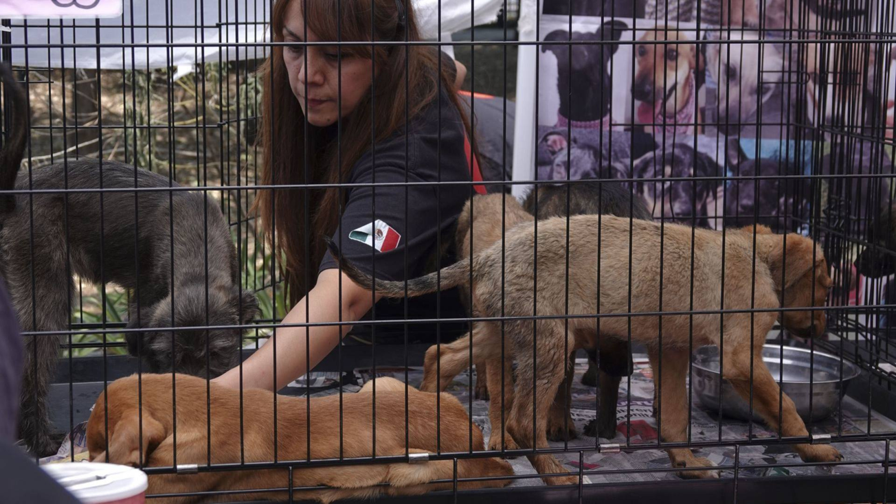 Crearán en Edomex agencia de investigación del maltrato animal