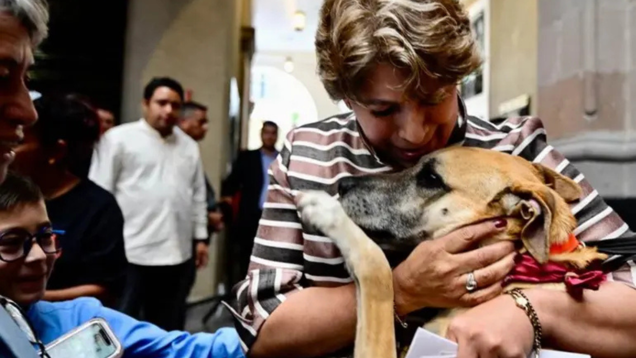 Delfina Gómez y su plan para rescatar 600 animales en Edomex