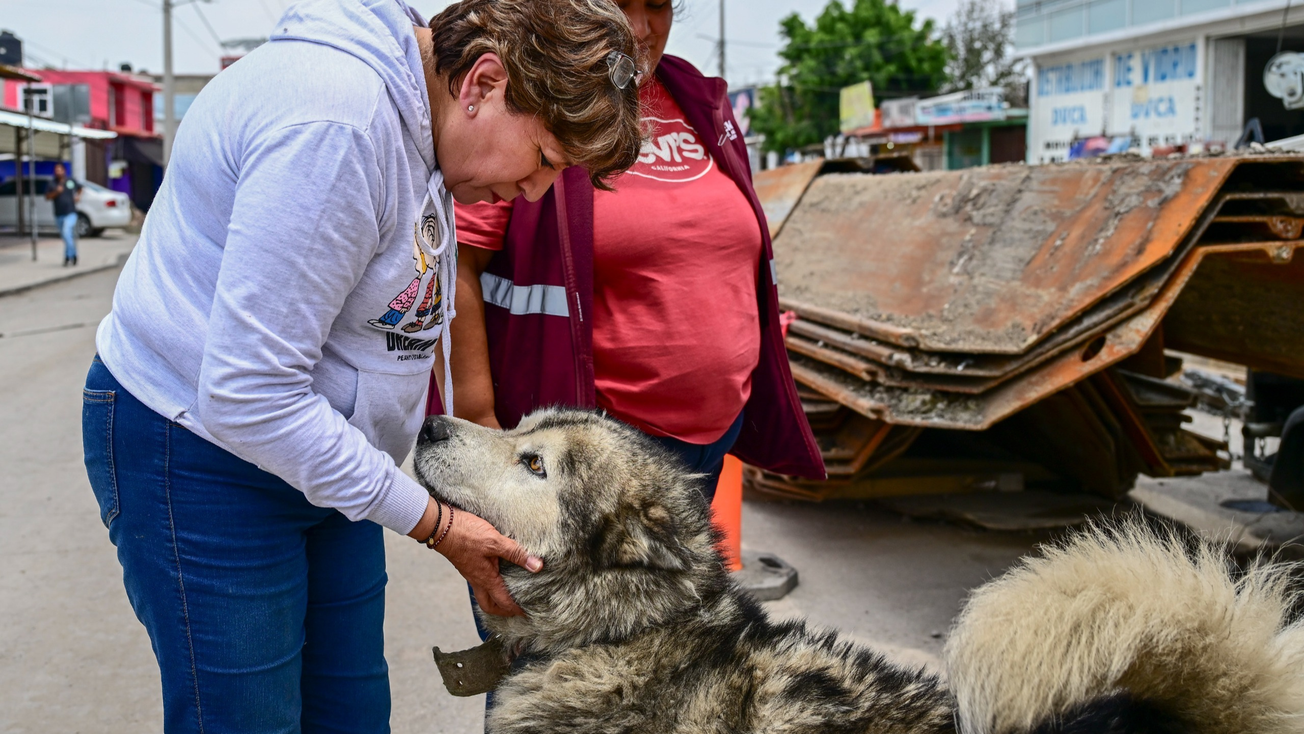 Estrategia CERR para atender sobrepoblación de animalitos callejeros en Edomex