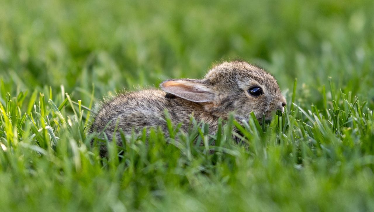 ¿Se extingue el teporingo del nevado de Toluca? Esto es lo que sabemos