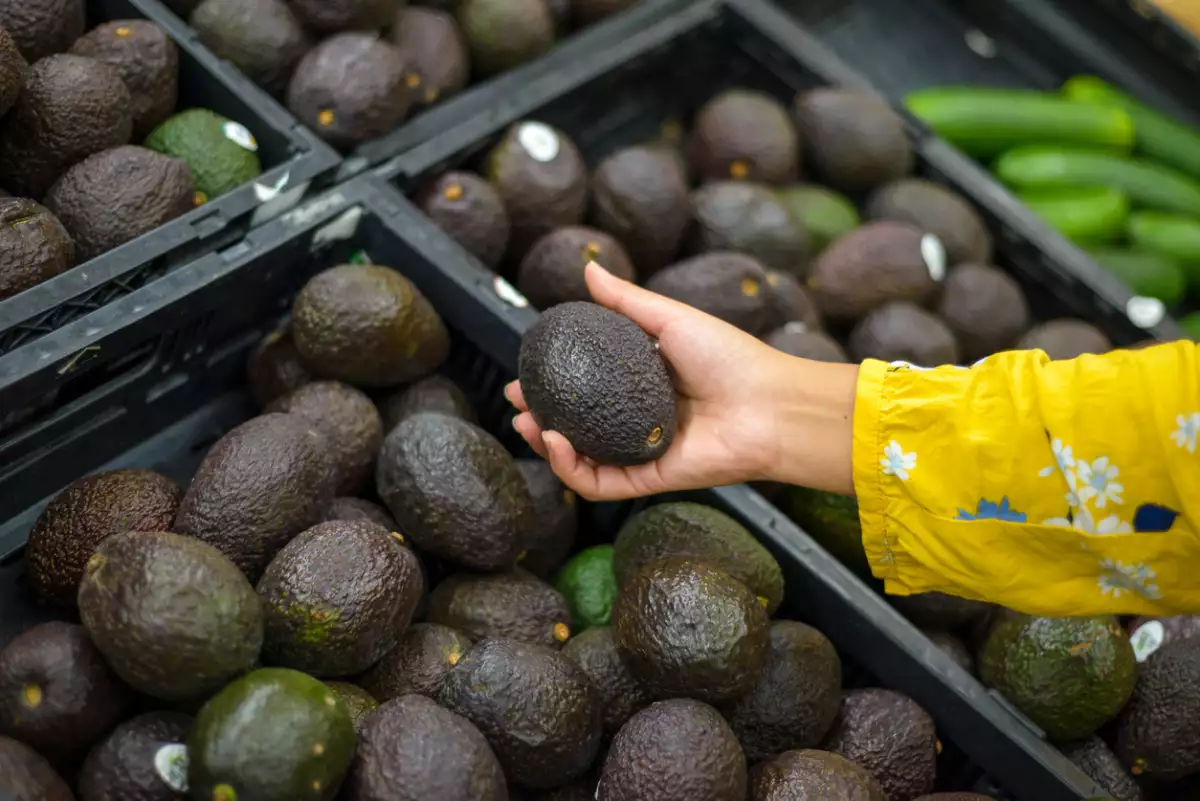 Inicia Estado de México cosecha de aguacate en más de 12 mil hectáreas