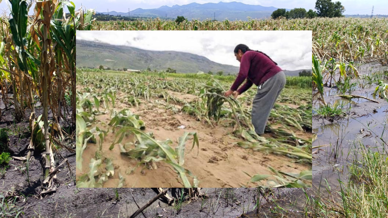 Casi 1000 agricultores afectados por lluvias en Edomex: SeCampo