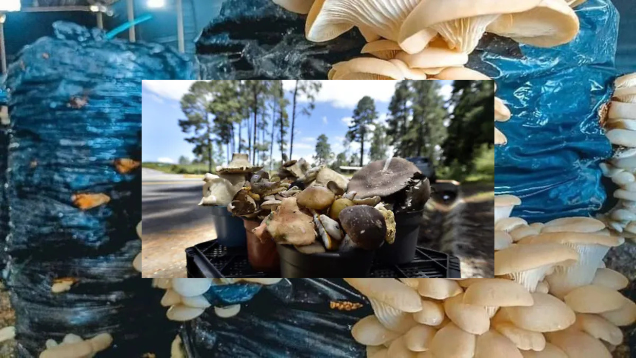 Edomex, principal productor de setas del país