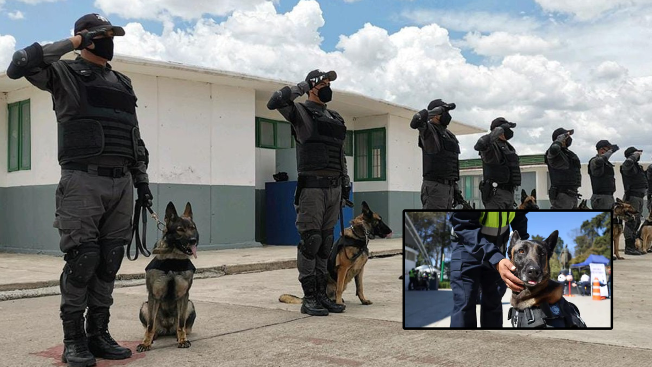 Entrena Edomex caninos para combatir el crimen