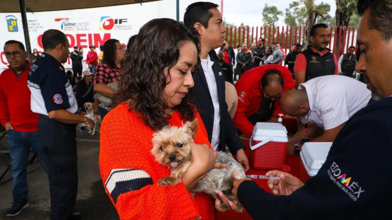 Para lomitos y michis: Jornada masiva de Vacunación Antirrábica en Edomex