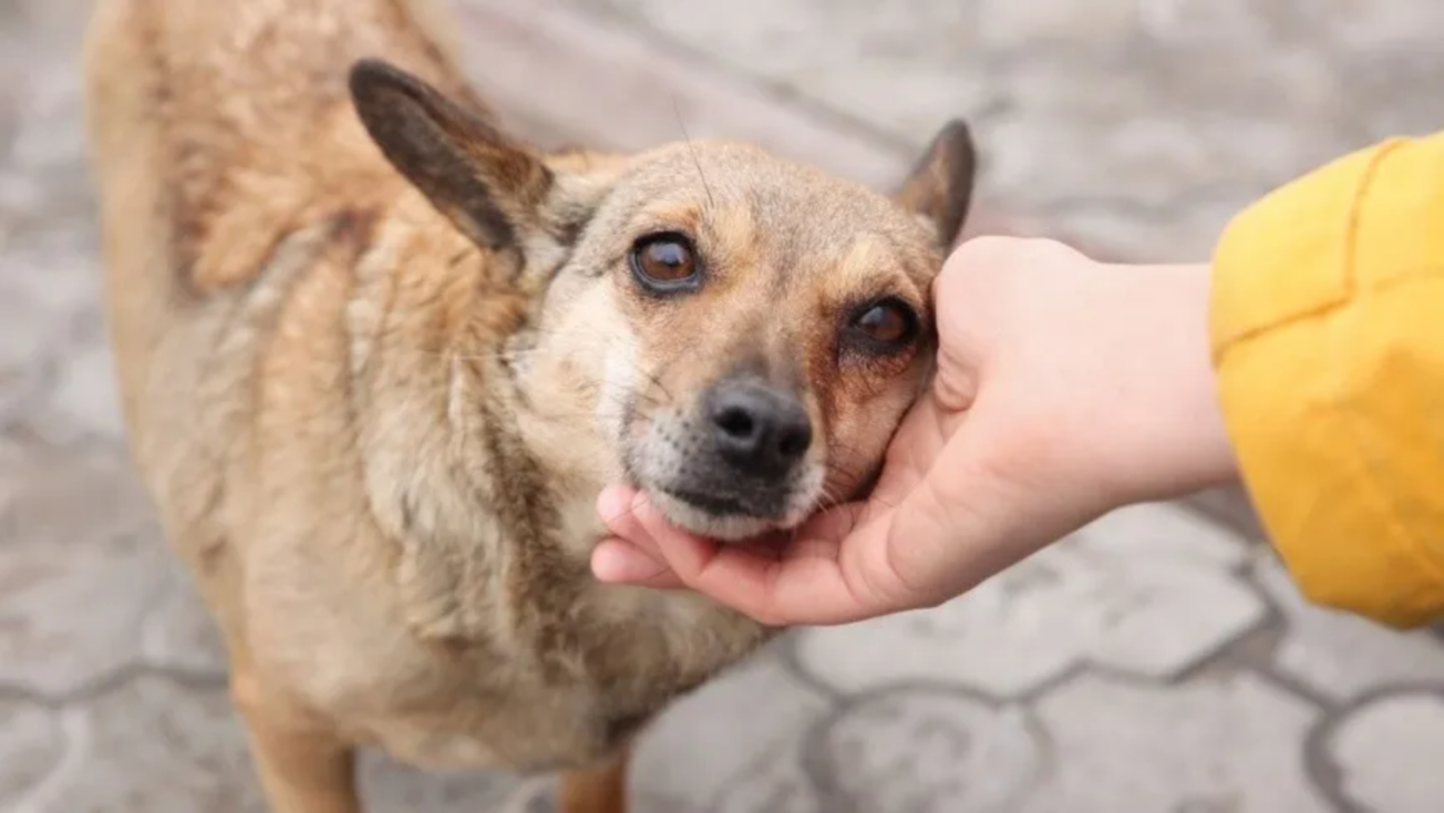 Toluca se consolida contra el maltrato animal