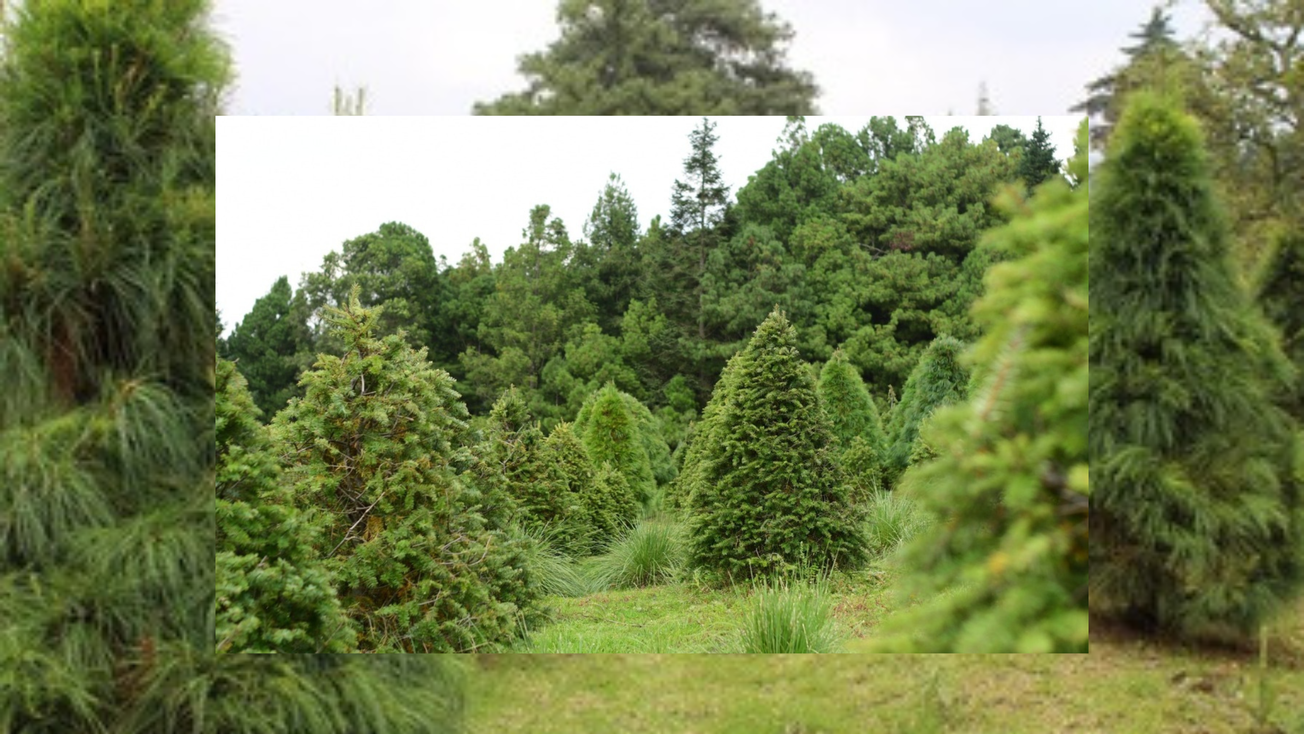 Arranca GEM venta de árboles de Navidad naturales