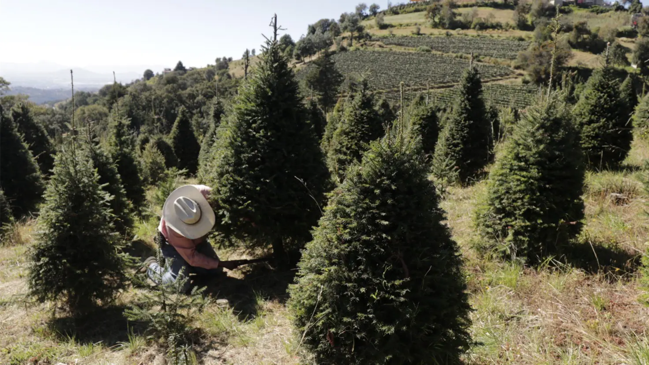 Inicia venta de árboles de Navidad en Xonacatlán