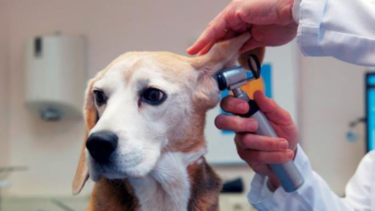 Reconoce Sheinbaum avance del Edomex en protección animal