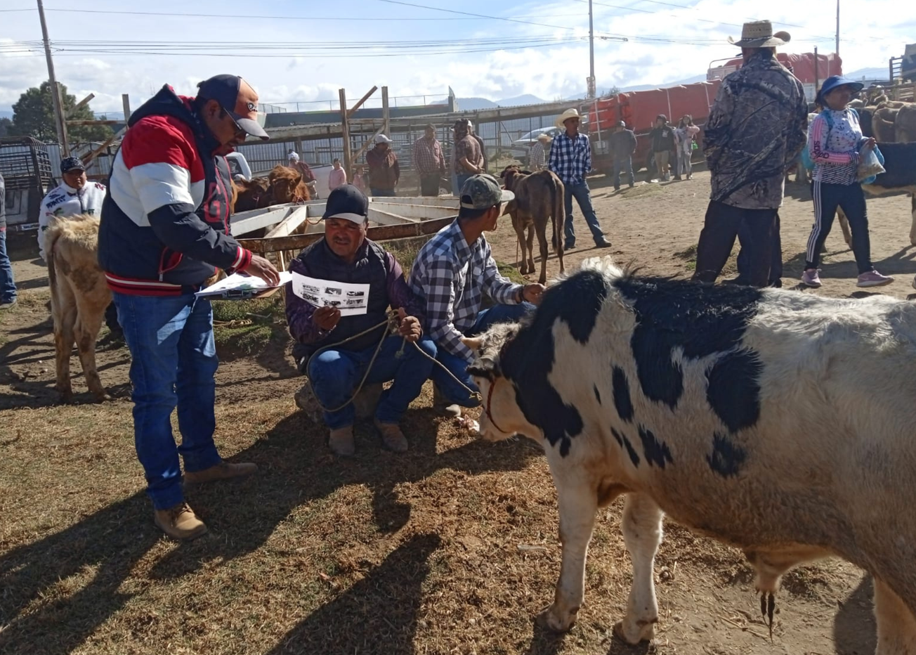 Activan cerco sanitario en Edomex por gusano barrenador