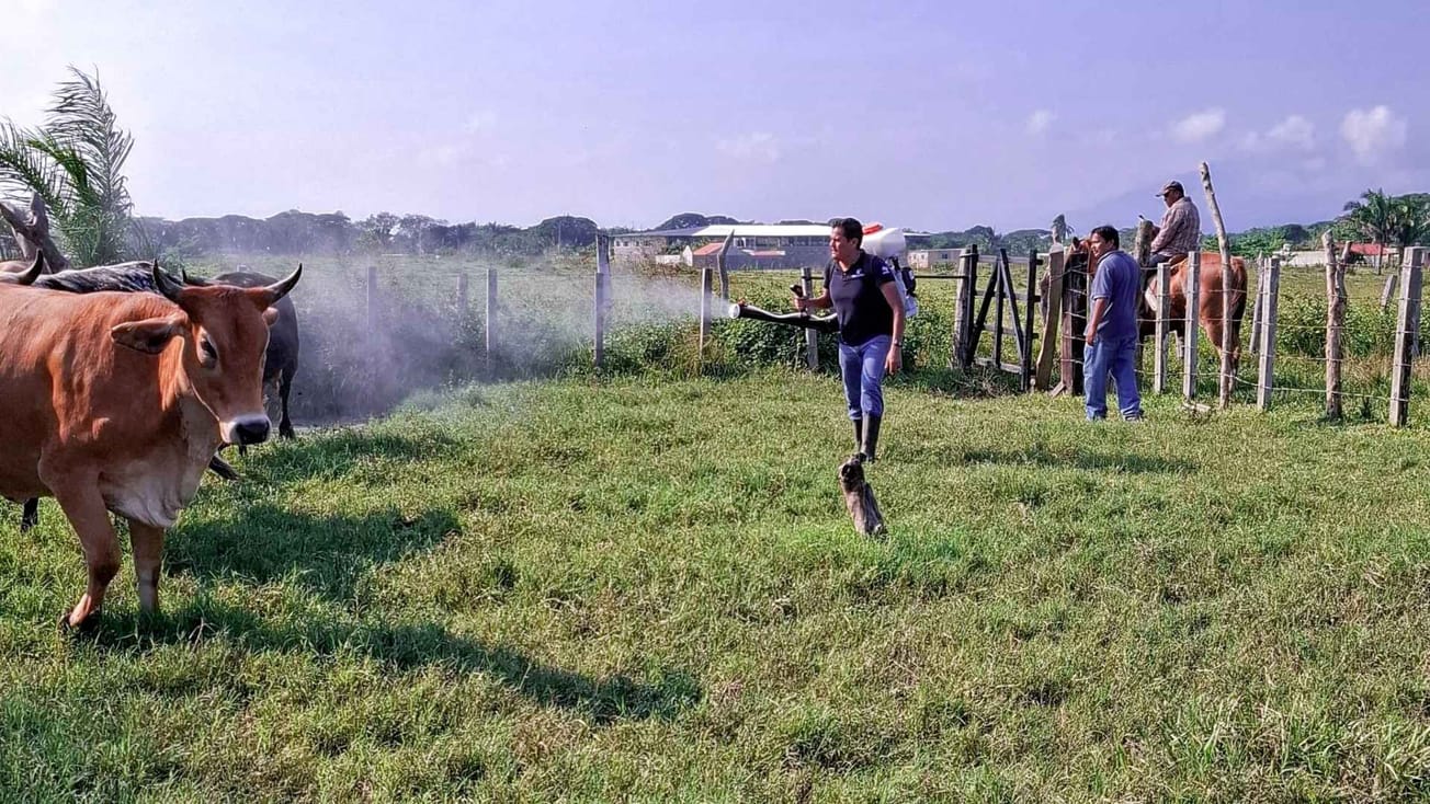 Así refuerzan combate contra gusano barrenador en Edomex