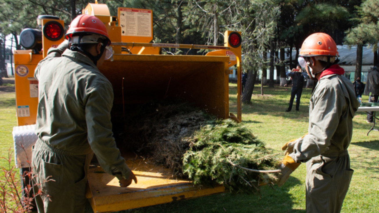 ¿A dónde llevar tu árbol de Navidad en Edomex para ser reciclado?
