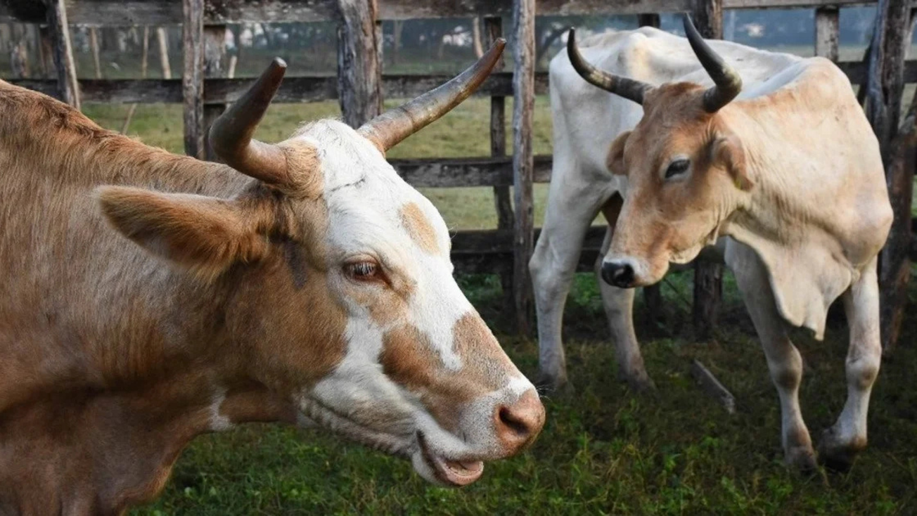 Detectan primer caso de gusano barrenador en Edomex: síntomas y cómo prevenir