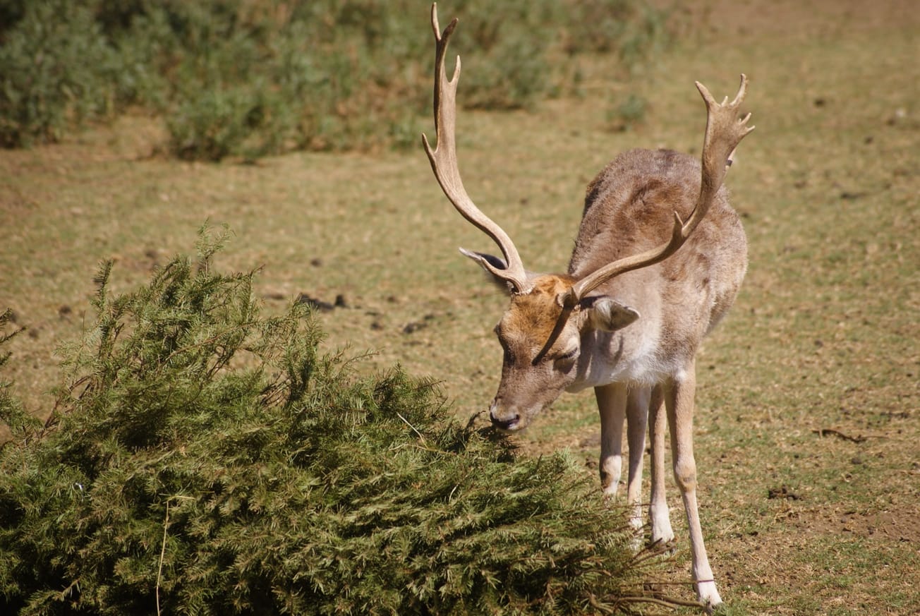 Invitan a donar árboles de Navidad al Parque Ecológico Zacango