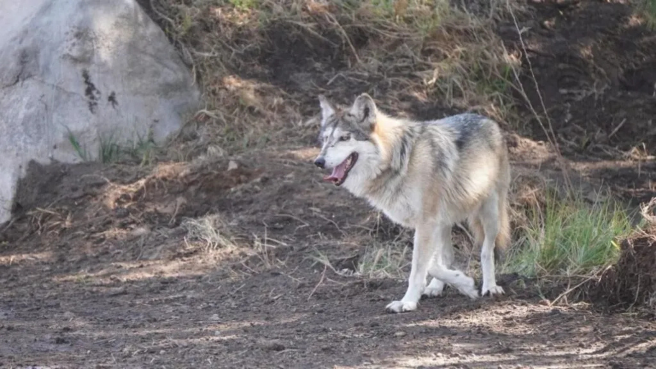 Llegan 3 lobos a Reino Animal de Teotihuacán