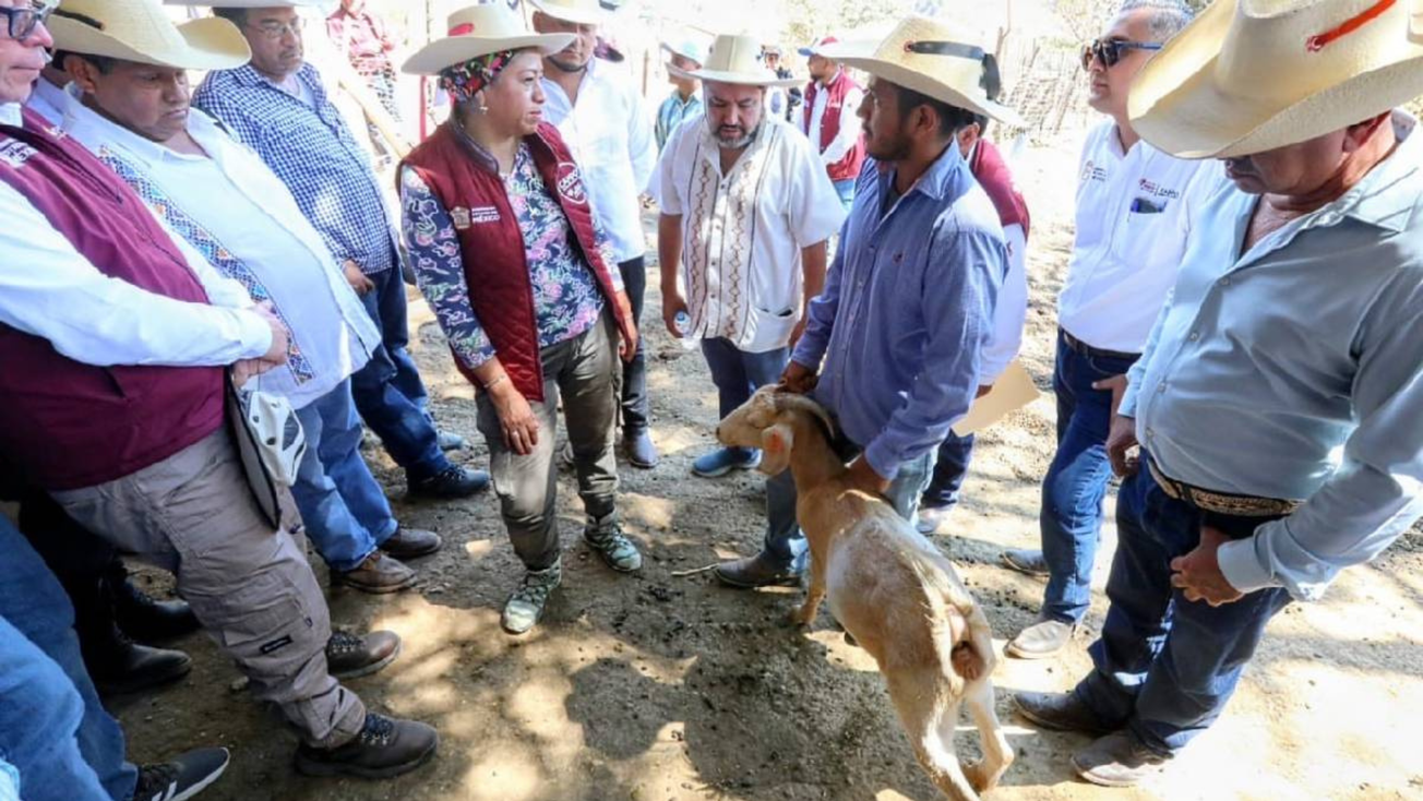 Reporta Edomex 27 casos confirmados de gusano barrenador